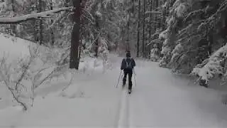 Banff: Nordic Skiing through the Forest (time-lapse) 2017-03-05