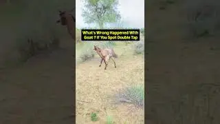 What's wrong with animals goat ? #challenge #reels #animallife #anime #natual #viral #shorts #usa
