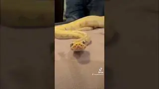 Silly snake 🐍🐍 #ballpython #sillysnake #animals #beautifulanimals #beautifulsnake #snake #pets
