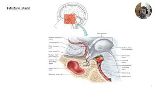 Lecture 10b   Endocrine System   Pituitary Gland
