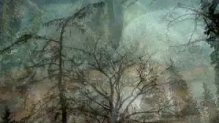 Wolves in the Mist