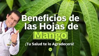 Beneficios de las hojas de mango