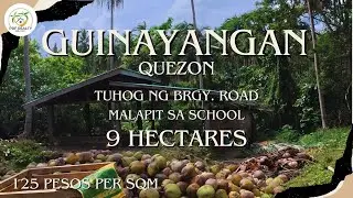 A67 -Property of Guinayangan | 9 Hectares | Good for Farming | Full of Coconut trees |
