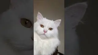 cat videos #tomandjerrystyle #cat #cartoonshorts
