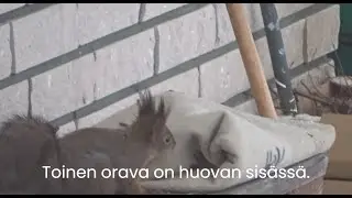 Oravat ja huopa/Squirrels and Blanket, talvi 23-24, Kempele, Finland