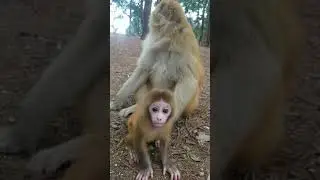 Baby Monkey You Must Watch With Creative Trap #Monkey #BabyMonkey #ShortVideos #EP329