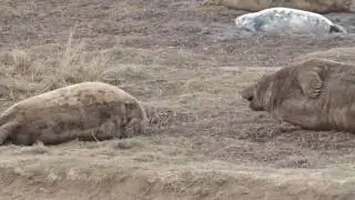 Atlantic Grey Seals fighting Donna Nook