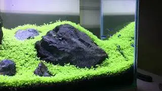 dymax 2018 iwagumi