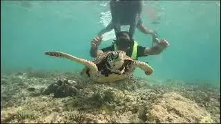 Swimming With Sea Tortoise 🐢 In Moalboal Philippines 🇵🇭 #travel #Manila #Philippines