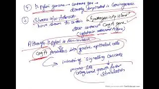 Helicobacter pylori - microbial carcinogenesis