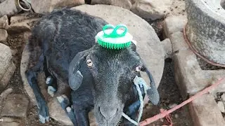 புது Hair style எப்படி இருக்கு!! 😁| Guluvu | Goats | tamilvlogger