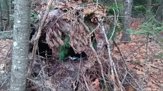 MONSTER PINE and a DEER BLIND 🌲#2025 #deerhunting #forest  