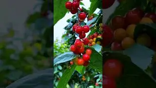 Ripe Red Cherries Under the Summer Sun #cherryfruit #shortvideo