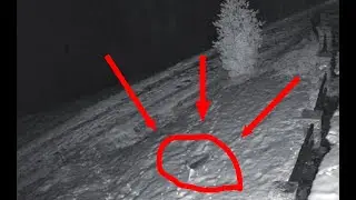 4 LUPI VENGONO IN BAITA