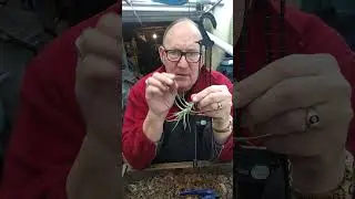 Tillandsia Bergeri mounting using a pot hanger@DavidSkimmings