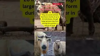 10 Facts About &nbsp;The Sichuan Takin #weird #animals #nature #odd   @TheArchimedesFiles