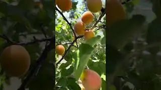 АБРИКОСЫ ПОЛЬЗНЫЕ  И ВРЕДНЫЕ КАЧЕСТВА.