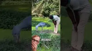 🤣 Meet the &ldquo;Terrifying&rdquo; Shoebill Bird&hellip; aka the Stupid Bird 🐦 | Can&rsquo;t Decide on Dinner! 😂
