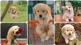 Cute Dog Dp images | Dpz pics | Whatsapp dpz | #cutedog #dogpicture #dog #dpz