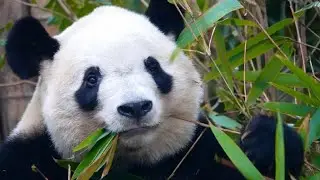 22.02.11 福多多与麻麻奇福💕😥🙏Fu DuoDuo and mom Panda Qi Fu who has just passed away today