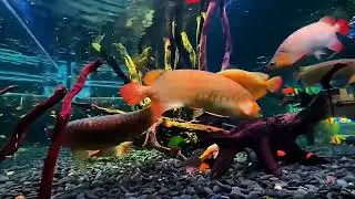Immerse yourself in the enthralling realm of aquatic beauty with my 10 minute movie 🎥