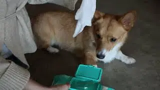 HICC PET Dog Wipes for Paws and Butt, Anal Gland Wipes for Dog Cat and Pet, Cleansing & Deodorizing
