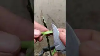 whip and tongue grafting  #gardening  #plantcare