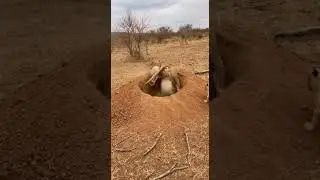Adorable Lion Cubs Watch Dads Desperate Hunt For Food #lioncubs #wildlife #nature