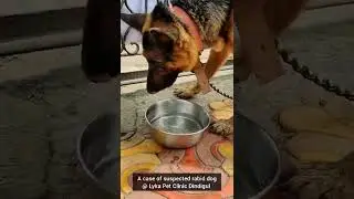 A case of suspected Rabid Dog @lykapetclinicdindigul