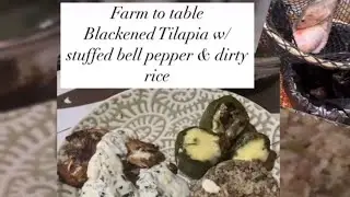 Farm to table: blackened Tilapia, Cajun cream sauce, dirty rice stuffed bell peppers