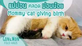 Mommy cat giving birth : แม่แมวคลอดลูก