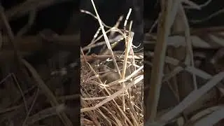 BABY ROBINS EGGS AND MAMA ROBIN