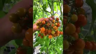 We&rsquo;ve turned our basement into a local food garden&mdash;it really doesn&rsquo;t get more local than that!
