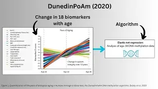DunedinPACE: A Critical Review of the Speed of Aging Test
