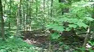 Periodical (17-year) Cicada noise