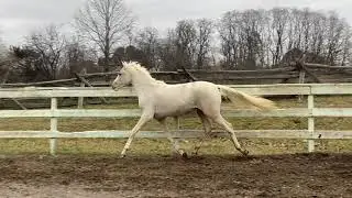 GOLDEN LYNX