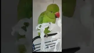 naughty parrot #foryou #birds #fyp#funny #pets#justawesome #bluechicken#parrotspeak#parrotmedia