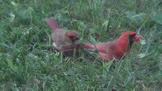 Papa Cardinal Feeding His Baby!