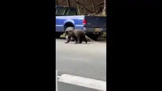 Viral bear video leaves viewers stunned