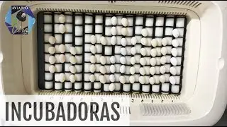 COMO CRIAR CON INCUBADORA Y NODRIZAS | Diamante de Gould | @AviarioVera