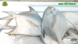 Buy at Wholesale rate Pomfret Fish In India from India Fish Market