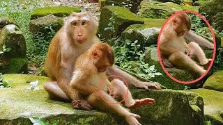 Oh, Adorable baby monkey Leo making style monkey ROJO style he plays happily nearby mommy Libby