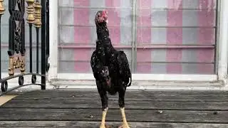 Shamo Aseel Murga Black Line