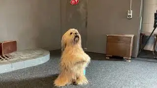 Carlo