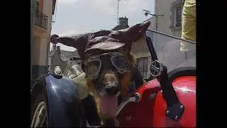 le berger allemand dans tous ses etats chien facteur chien truffier