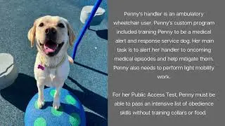 Penny | Medical Service Dog Board & Train | Boise Dog Training