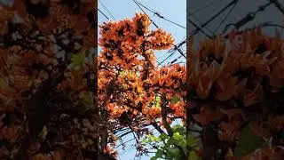 Blooming Palash Flowers, Arrival of Spring Season #springseason #basantautsab #palashphul #nature