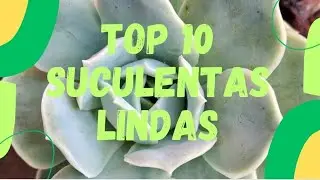 Top 10 Suculentas lindas