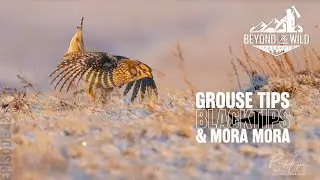 Episode 42: GROUSE TIPS, BLACKTIPS & MORA MORA!