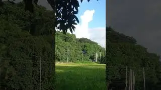 #nature #ricefield #ricegrowing